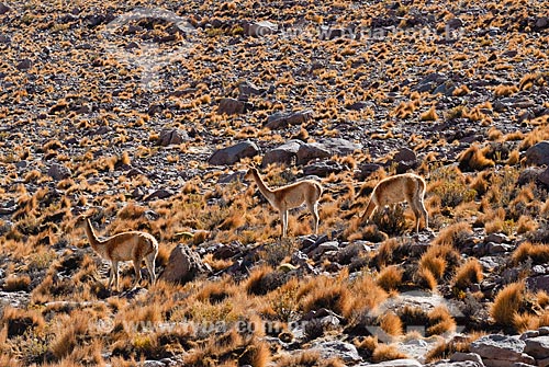  Assunto: Vicuñas - mamífero do Altiplano Andino / Local: Deserto de Atacama - Norte do Chile - América do Sul / Data: 01/2011 