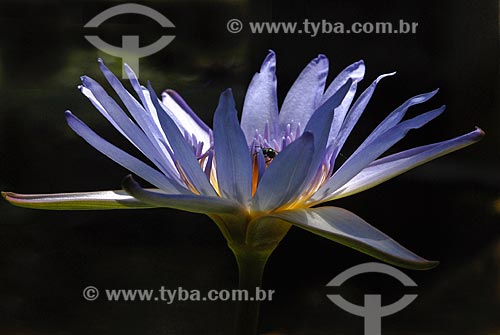  Assunto: Flor de Vitória-Régia (Victoria amazonica) / Local: Jardim Botânico - Rio de Janeiro (RJ) - Brasil / Data: 11/2010 