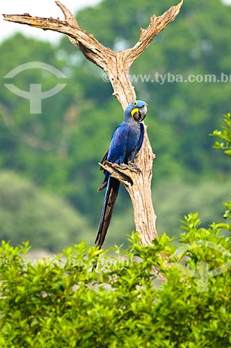  Assunto: Arara-azul (Anodorhynchus hyacinthinus) / Local: Corumbá - Mato Grosso do Sul (MS) - Brasil / Data: 10/2010 