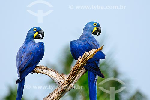  Assunto: Casal de Araras-azuis (Anodorhynchus hyacinthinus) / Local: Corumbá - Mato Grosso do Sul (MS) - Brasil / Data: 10/2010 