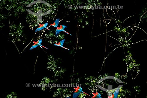  Assunto: Arara-vermelha-grande (Ara chloropterus) voando / Local: Jardim - Mato Grosso do Sul (MS) - Brasil / Data: 10/2010 