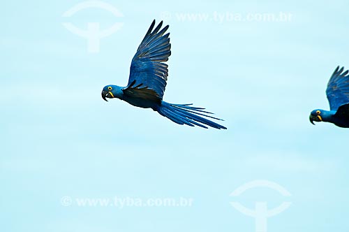  Assunto: Arara-azul (Anodorhynchus hyacinthinus) voando / Local: Corumbá - Mato Grosso do Sul (MS) - Brasil / Data: 10/2010 