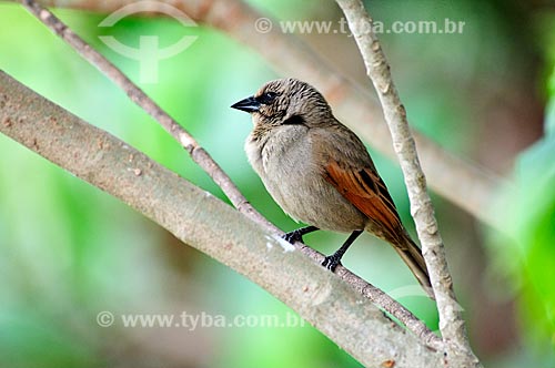 Assunto: Asa-de-telha (Agelaioides badius) - Pantanal Matogrossense / Local: Corumbá - Mato Grosso do Sul (MS) - Brasil / Data: 10/2010 