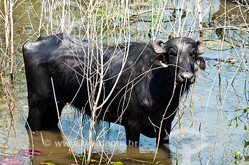  Assunto: Búfalo Dágua ou Búfalo-asiático (Bubalus bubalis) - Pantanal Matogrossense / Local: Corumbá - Mato Grosso do Sul (MS) - Brasil / Data: 10/2010 