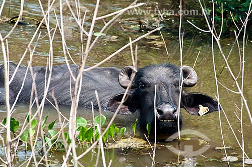  Assunto: Búfalo Dágua ou Búfalo-asiático (Bubalus bubalis) - Pantanal Matogrossense / Local: Corumbá - Mato Grosso do Sul (MS) - Brasil / Data: 10/2010 