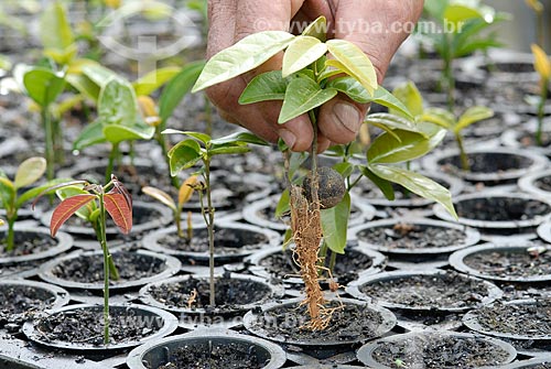  Assunto: Estufa para cultivo de plantas para reflorestamento da Mata Atlântica / Local: Aimorés - Minas Gerais (MG) - Brasil / Data: 04/2007 