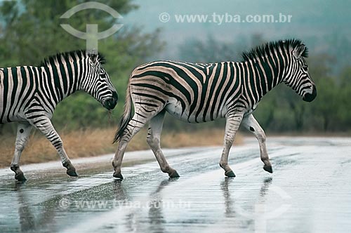  Assunto: Zebras no Parque Nacional Kruger / Local: África do Sul - África / Data: 2004 