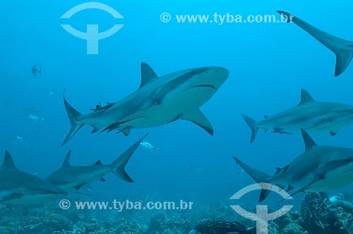  Assunto: Tubarão Cinza (Carcharhinus perezi) no Mar do Caribe / Local: Ilhas de Utila e Roatam - Honduras - América Central / Data: 06/2004 