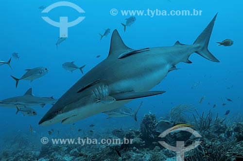  Assunto: Tubarão Cinza (Carcharhinus perezi) no Mar do Caribe / Local: Ilhas de Utila e Roatam - Honduras / Data: 06/2004 