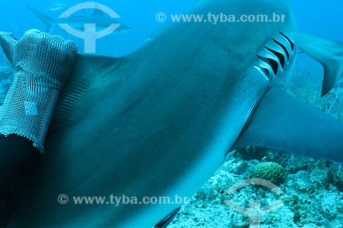  Assunto: Tubarão Cinza (Carcharhinus perezi) no Mar do Caribe / Local: Ilhas de Utila e Roatam - Honduras / Data: 06/2004 