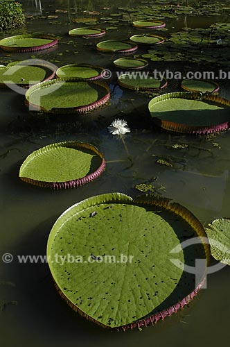  Assunto: Vitória-Régia (Victoria amazonica) / Local: Jardim Botânico - Rio de Janeiro (RJ) - Brasil / Data: 2006 