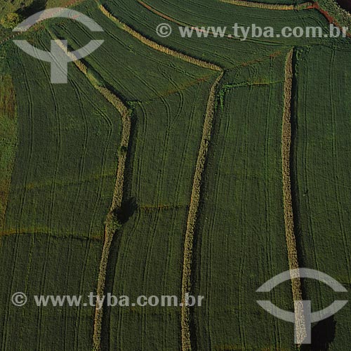 Assunto: Plantação de soja / Local: Maringá - Paraná (PR) - Brasil / Data: 2008 