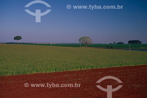  Assunto: Plantação de sorgo  / Local: Passo Fundo - Rio Grande do Sul (RS) - Brasil / Data: 2008 