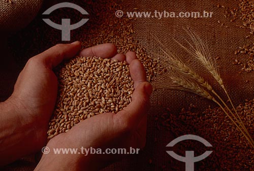  Assunto: Ramos e grãos de trigo / Local: Rio Grande do Sul (RS) - Brasil / Data: 2009 