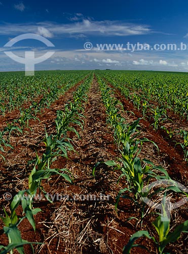  Assunto: Plantação de milho / Local: Barreiras - Bahia (BA) - Brasil / Data: 2010 