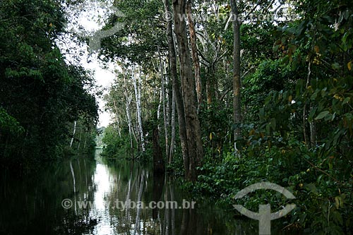  Assunto: Igarapé no Rio Amazonas / Local: Parintins - Amazonas (AM) - Brasil / Data: 06/2011 