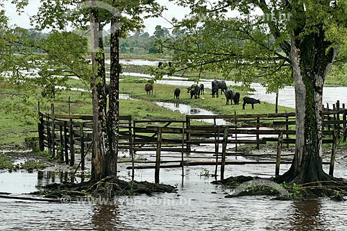  Assunto: Criação de búfalos / Local: Parintins - Amazonas (AM) - Brasil / Data: 06/2011 