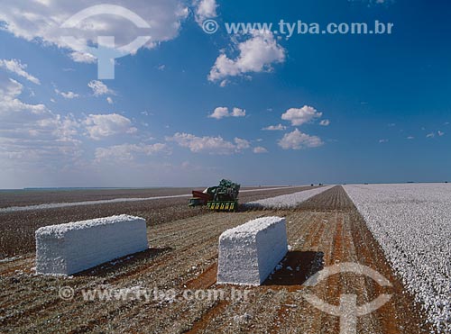  Assunto: Fardos de algodão com colheitadeira ao fundo / Local: Diamantino - Mato Grosso (MT) - Brasil / Data: 2009 