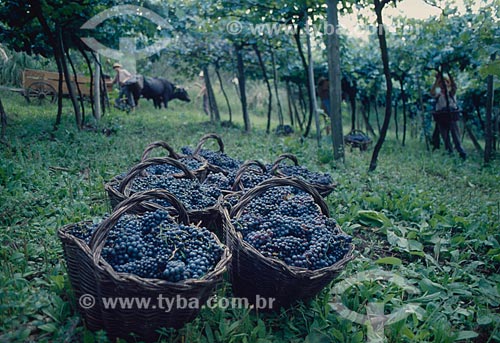  Assunto: Colheita de uvas  / Local: Bento Gonçalves - Rio Grande do Sul (RS) - Brasil / Data: 2006 