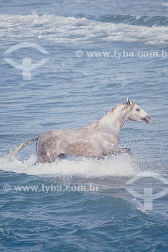  Assunto: Cavalo no mar / Local: Torres - Rio Grande do Sul (RS) - Brasil / Data: 2005 