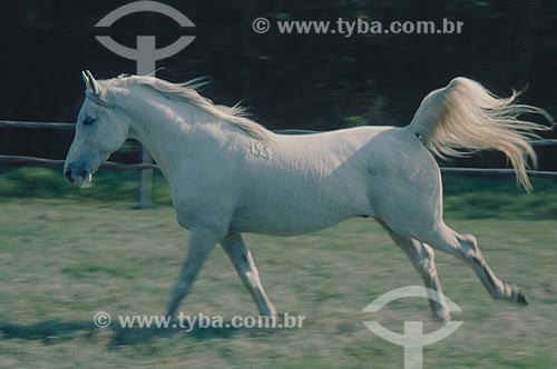  Assunto: Cavalo correndo no campo  / Local: Rio Grande do Sul (RS) - Brasil / Data: 2005 