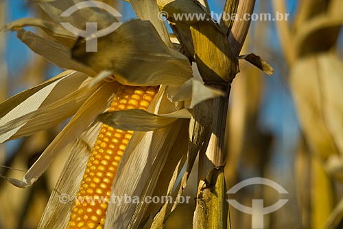  Assunto: Plantação de milho na Fazenda Planalto  / Local: Costa Rica - Mato Grosso do Sul (MS) - Brasil / Data: 07/2010 