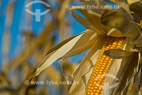  Assunto: Plantação de milho na Fazenda Planalto  / Local: Costa Rica - Mato Grosso do Sul (MS) - Brasil / Data: 07/2010 