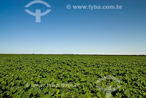  Assunto: Plantação de soja / Local: Distrito Baús - Costa Rica - Mato Grosso do Sul (MS) - Brasil / Data: 02/2010 