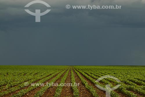  Assunto: Plantação de milho  / Local: Distrito Baús - Costa Rica - Mato Grosso do Sul (MS) - Brasil / Data: 02/2010 