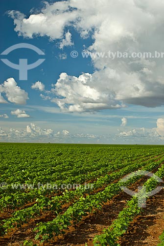  Assunto: Plantação de soja  / Local: Distrito Baús - Costa Rica - Mato Grosso do Sul (MS) - Brasil / Data: 02/2010 
