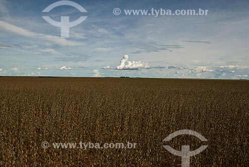  Assunto: Plantação de soja / Local: Distrito Baús - Costa Rica - Mato Grosso do Sul (MS) - Brasil / Data: 02/21010 