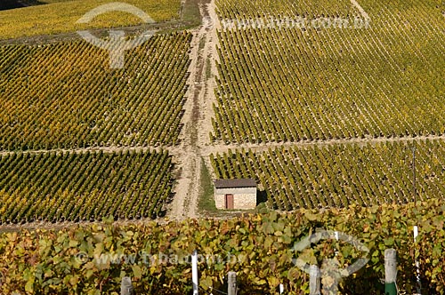  Assunto: Plantação de uva / Local: Borgonha - França - Europa / Data: 10/2004 