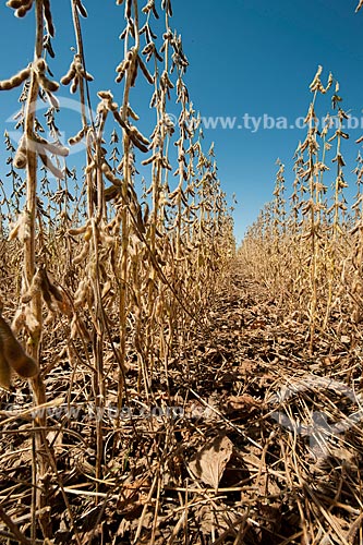  Assunto: Vagens de soja seca prontas para colheita / Local: Não-me-Toque - Rio Grande do Sul (RS) - Brasil / Data: 03/2011 