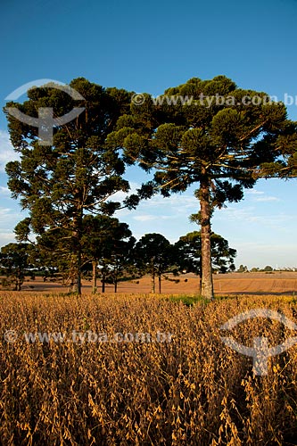  Assunto: Plantação de soja com Araucárias / Local: Gentil - Rio Grande do Sul (RS) - Brasil / Data: 04/2011 