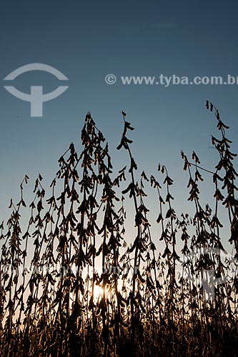  Assunto: Vagens de soja seca prontas para colheita / Local: Não-me-Toque - Rio Grande do Sul (RS) - Brasil / Data: 04/2011 