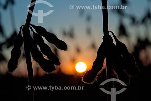  Assunto: Vagens de soja seca prontas para colheita / Local: Não-me-Toque - Rio Grande do Sul (RS) - Brasil / Data: 04/2011 