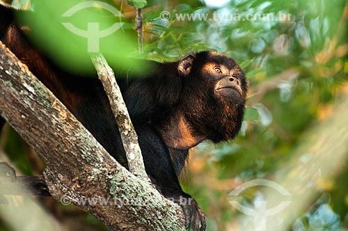  Assunto: Macaco Bugio (Alouatta guariba)   / Local: Corumbá - Mato Grosso do Sul (MS) - Brasil / Data: 10/2010 