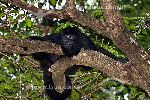  Assunto: Macaco Bugio  (Alouatta guariba)   / Local: Corumbá - Mato Grosso do Sul (MS) - Brasil / Data: 10/2010 