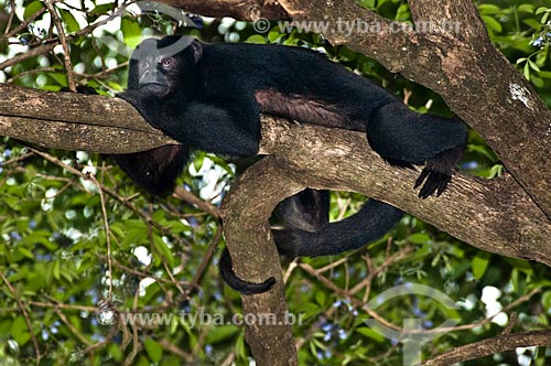  Assunto: Macaco Bugio  (Alouatta guariba)   / Local: Corumbá - Mato Grosso do Sul (MS) - Brasil / Data: 10/2010 