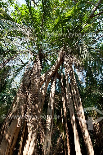  Assunto: Figueira-vermelha ou Mata-pau (Ficus clusiifolia)   / Local: Corumbá - Mato Grosso do Sul (MS) - Brasil / Data: 10/2010 