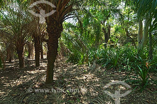  Assunto: Capão - Área de mata que permanece seca até na época de cheias, se tornando um ambiente chave para sobrevivência da fauna)  / Local: Corumbá - Mato Grosso do Sul (MS) - Brasil / Data: 10/2010 