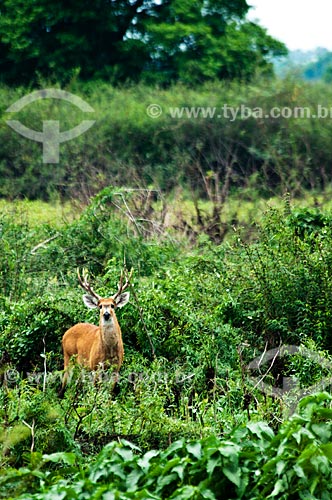  Assunto: Cervo-do-pantanal (Blastocerus dichotomus)   / Local: Corumbá - Mato Grosso do Sul (MS) - Brasil / Data: 10/2010 