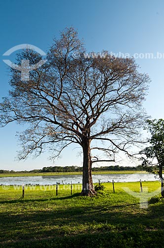  Assunto: Árvore seca na Fazenda São João / Local: Corumbá - Mato Grosso do Sul (MS) - Brasil / Data: 10/2010 