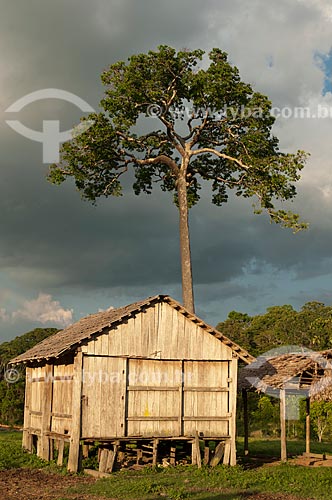  Assunto: Seringal Cachoeira - Casa de madeira com castanheira ao fundo / Local: Xapuri - Acre (AC) - Brasil / Data: 11/2009 