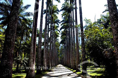  Assunto: Palmeiras imperiais do Jardim Botânico / Local: Jardim Botânico - Rio de Janeiro (RJ) - Brasil / Data: 09/2006 