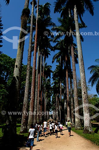  Assunto: Palmeiras imperiais do Jardim Botânico / Local: Jardim Botânico - Rio de Janeiro (RJ) - Brasil / Data: 09/2006 