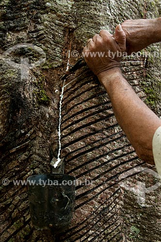  Assunto: Extração de látex - Seringal Cachoeira Reserva Extrativista Chico Mendes / Local: Xapuri - Acre (AC) - Brasil / Data: 10/2008 