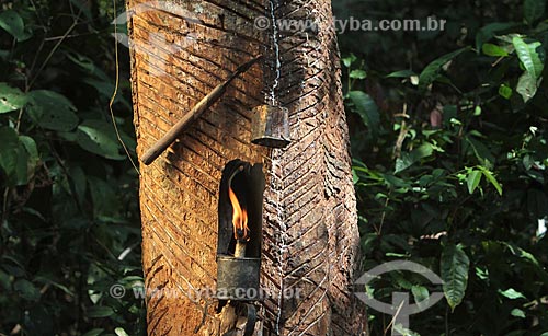  Assunto: Coleta de látex - Seringueira / Local: Amazonas (AM) - Brasil / Data: 09/2011 