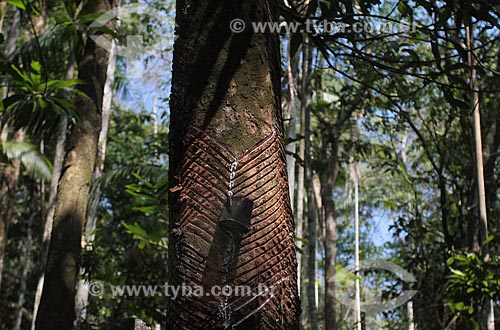  Assunto: Coleta de látex - Seringueira / Local: Amazonas (AM) - Brasil / Data: 09/2011 