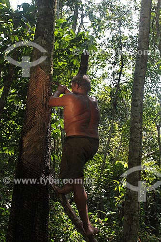  Assunto: Coleta de látex - Seringueira / Local: Amazonas (AM) - Brasil / Data: 09/2011 